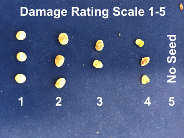 Soybean samples demonstrating the damage rating scale caused by stink bugs, ranging from no damage (1) to completely blank pods with no seed (5)