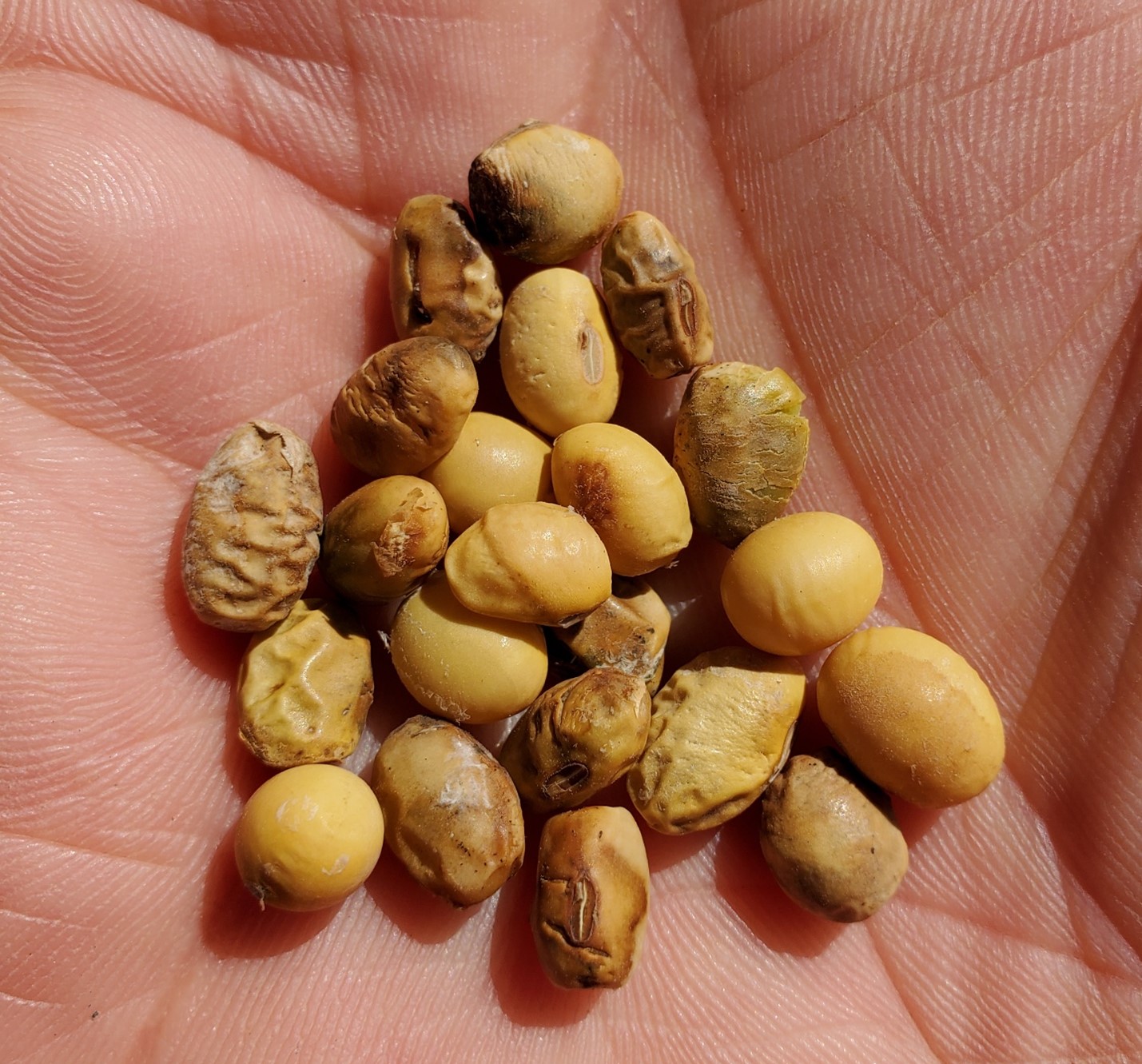 A handful of soybeans infected with Frogeye Leaf Spot with a withered, shriveled appearance.