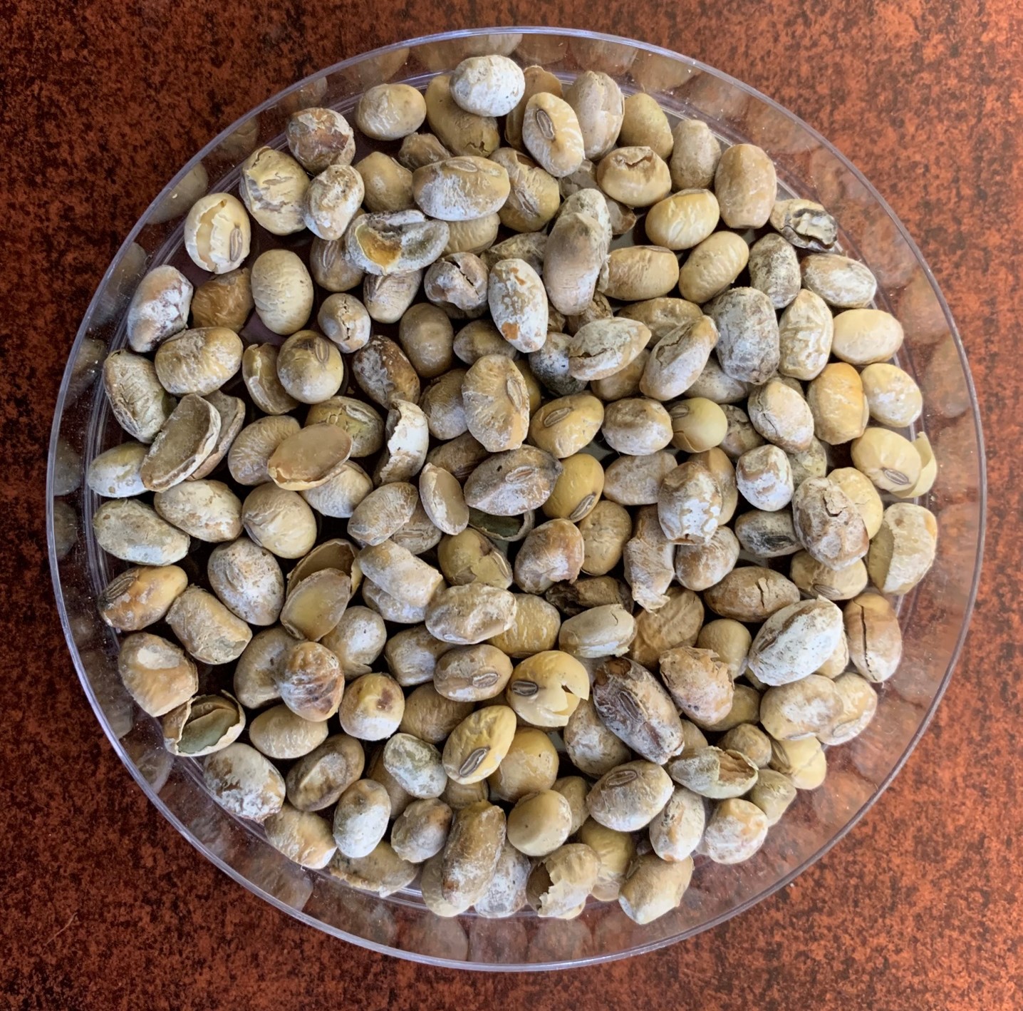 A bowl of soybean seeds infected with Phomopsis seed decay, with a white-chalky and shriveled appearance.