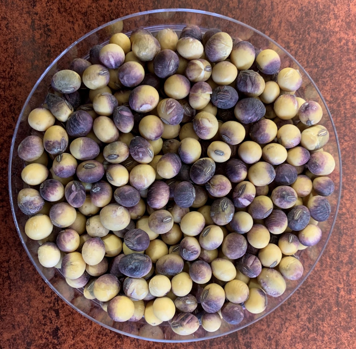 A bowl of soybeans infected with Purple Seed Stain, with a purple stained appearance.