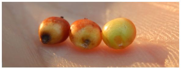 Three kernel samples, left full black layer is evident indicating maturity, the middle kernel has a partially developed black layer, the right kernel has not developed a black layer and is not mature