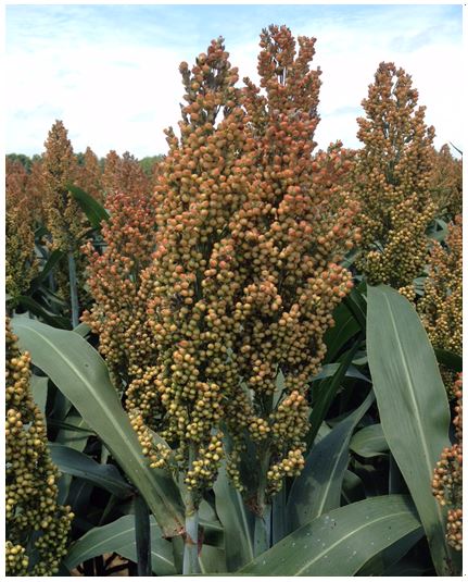 grain sorghum in late dough stages