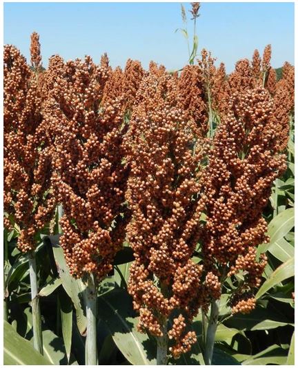 mature grain sorghum