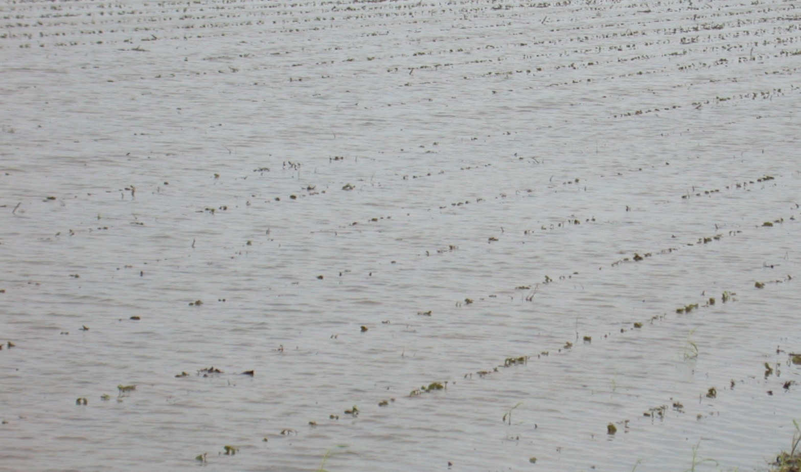 Flooded cotton field