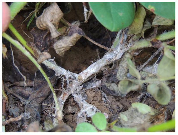 White hyphae of the southern blight pathogen, Sclerotium rolfsii, colonizing a peanut limb