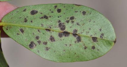 Single green leaf from peanut plant with late leaf spots that are black in color and rough in texture