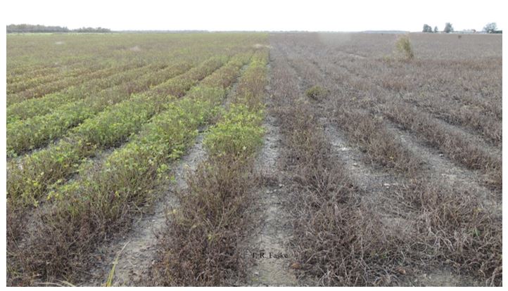 Peanut field with significant defoliation from late leaf spot (Nov. 2018)