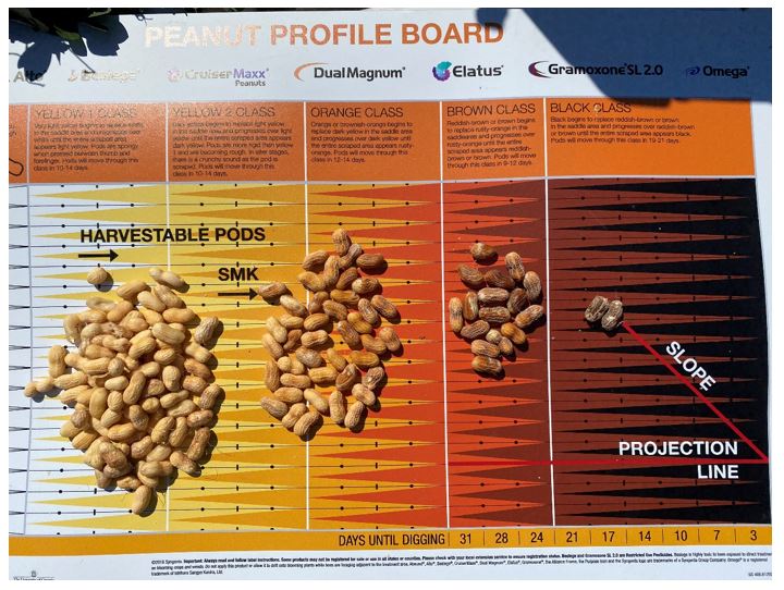 Peanut sample where most pods are immature (yellow) and more than 30 days from digging