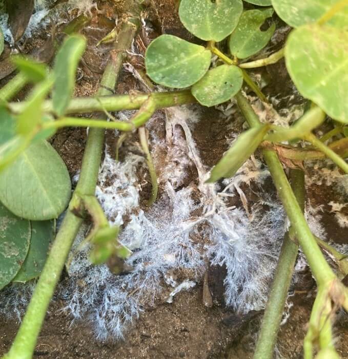 Close up of soil surface and peanut limb with white hyphae of the southern blight pathogen, Athelia rolfsii, colonizing organic matter.