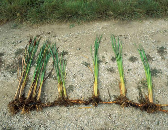 Common cattail rhizomes