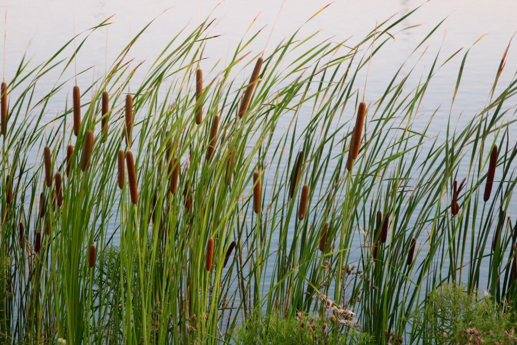 Common cattail