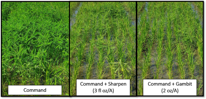 Rice PRE Herbicides