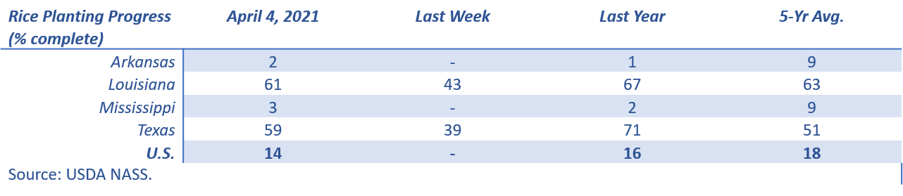 Rice Planting Progress