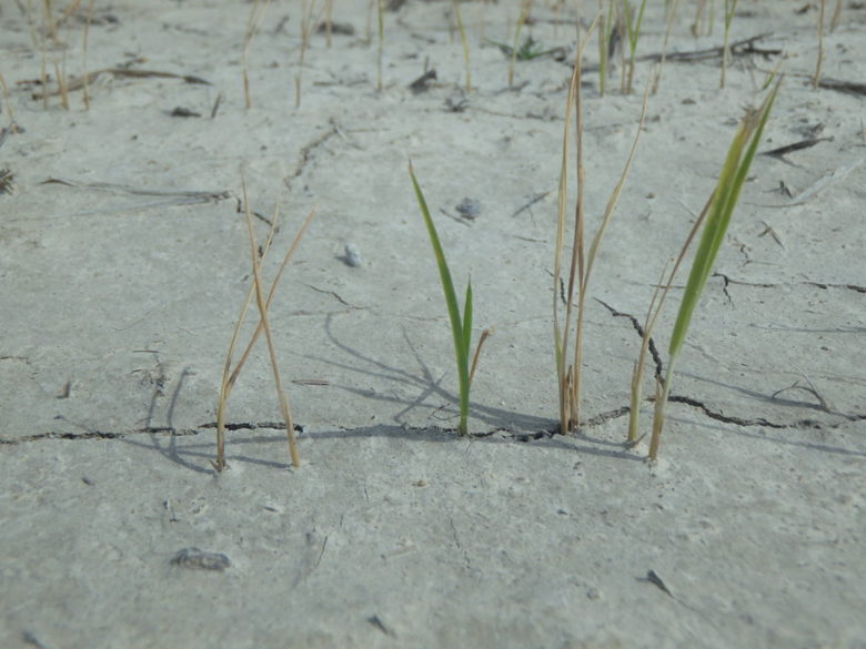 Rice seedlings affected by Pythium spp disease in a rice field