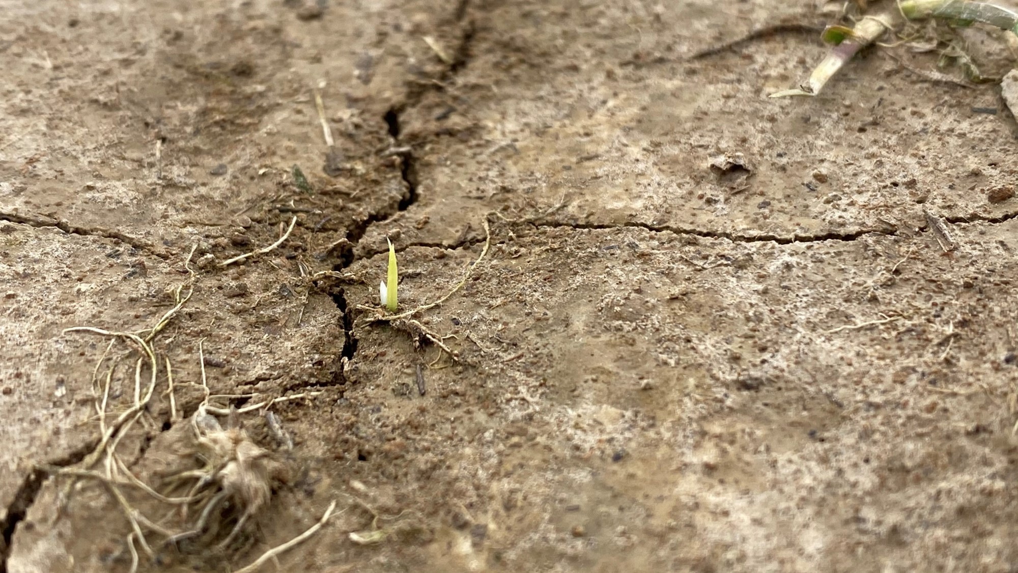 Rice seedling emerging from the soil in an Arkansas rice field