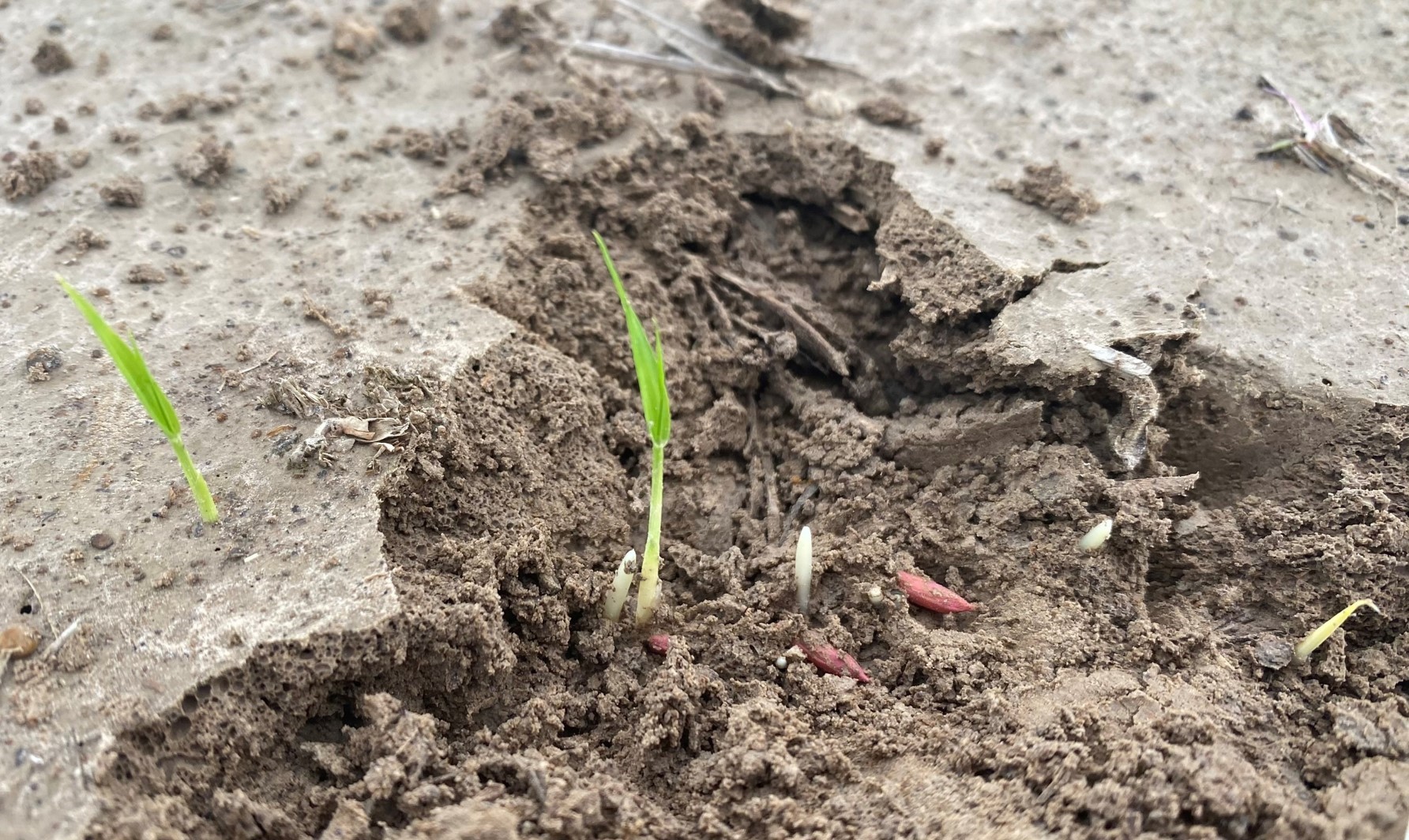 Uneven rice emergence