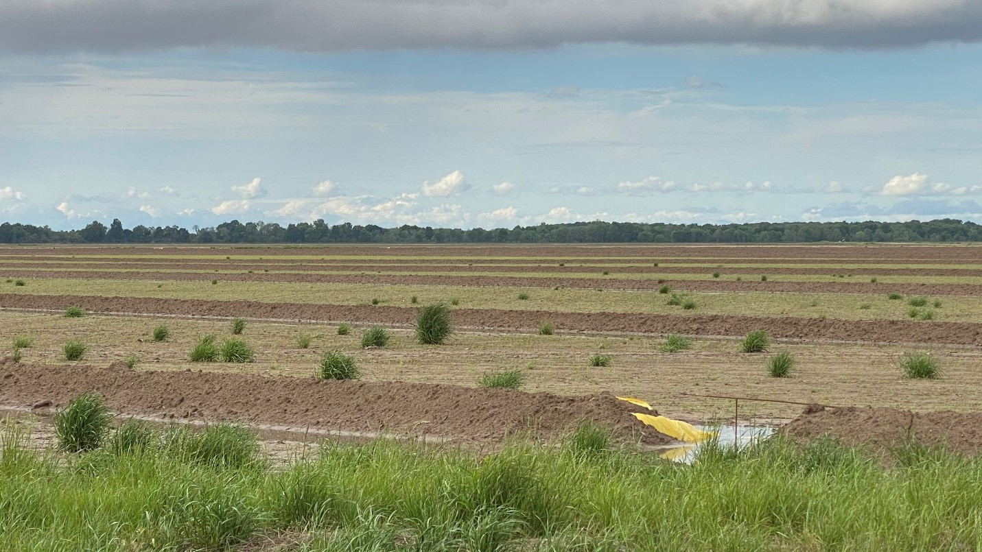 Ryegrass in emerged rice field