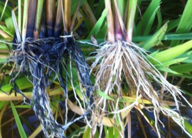Color Difference in Rice Roots Hydrogen Sulfide Toxicity
