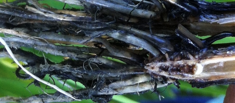 Growth of Opportunistic Fungi Rice Roots