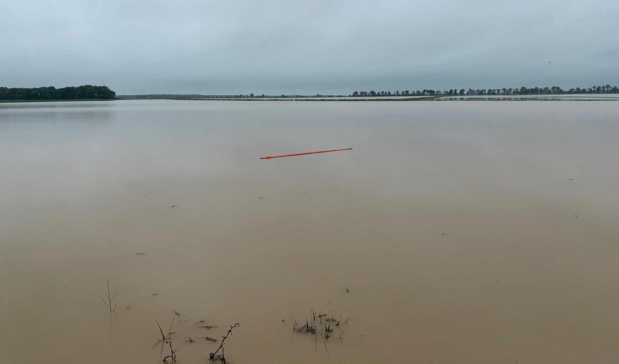 Submerged rice field