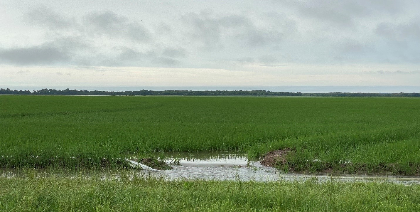 Washed out rice levee