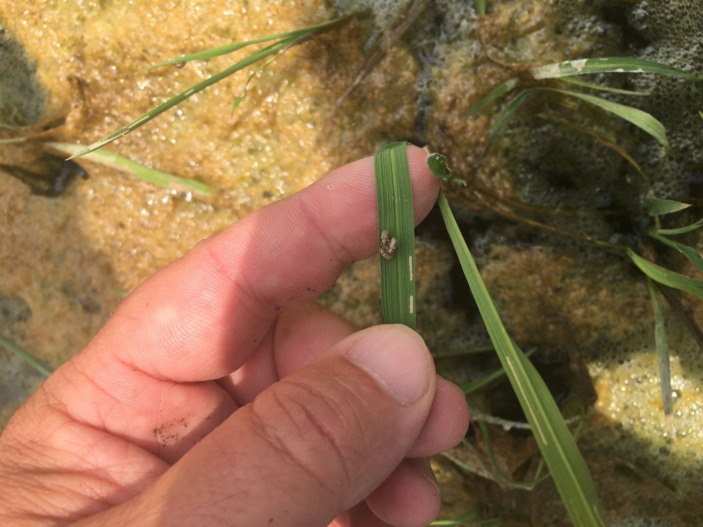 Rice water weevil adults