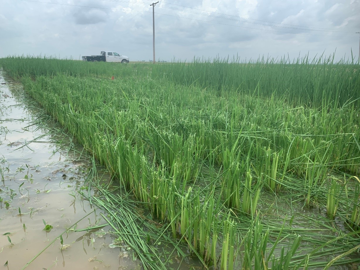 66% defoliation at green ring