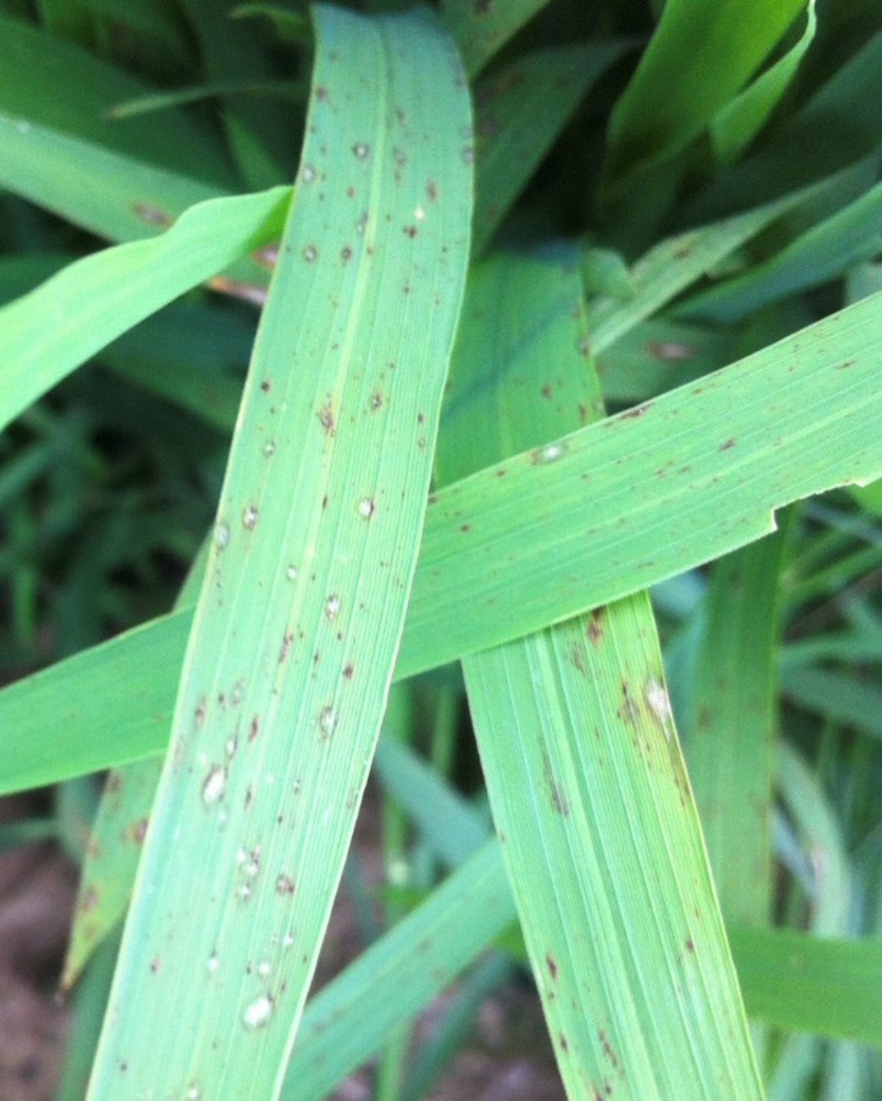 Early lesions blast which may be confused to brown spot