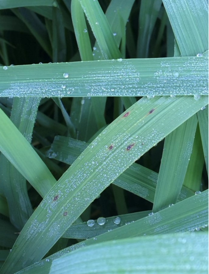 Early lesions leaf blast before sporulation