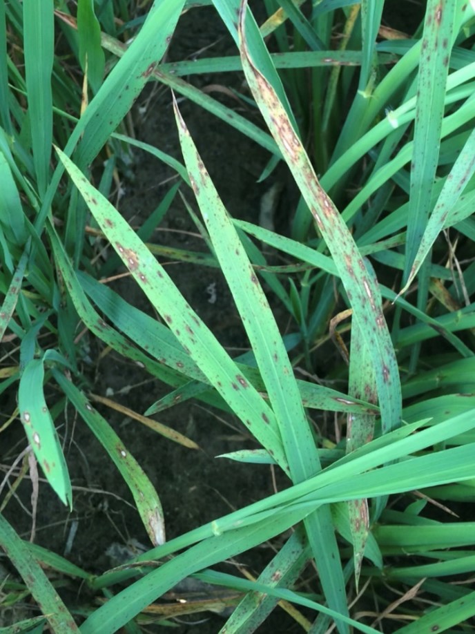Leaf blast symptoms can easily be detected on lower leaves where dew stays longer
