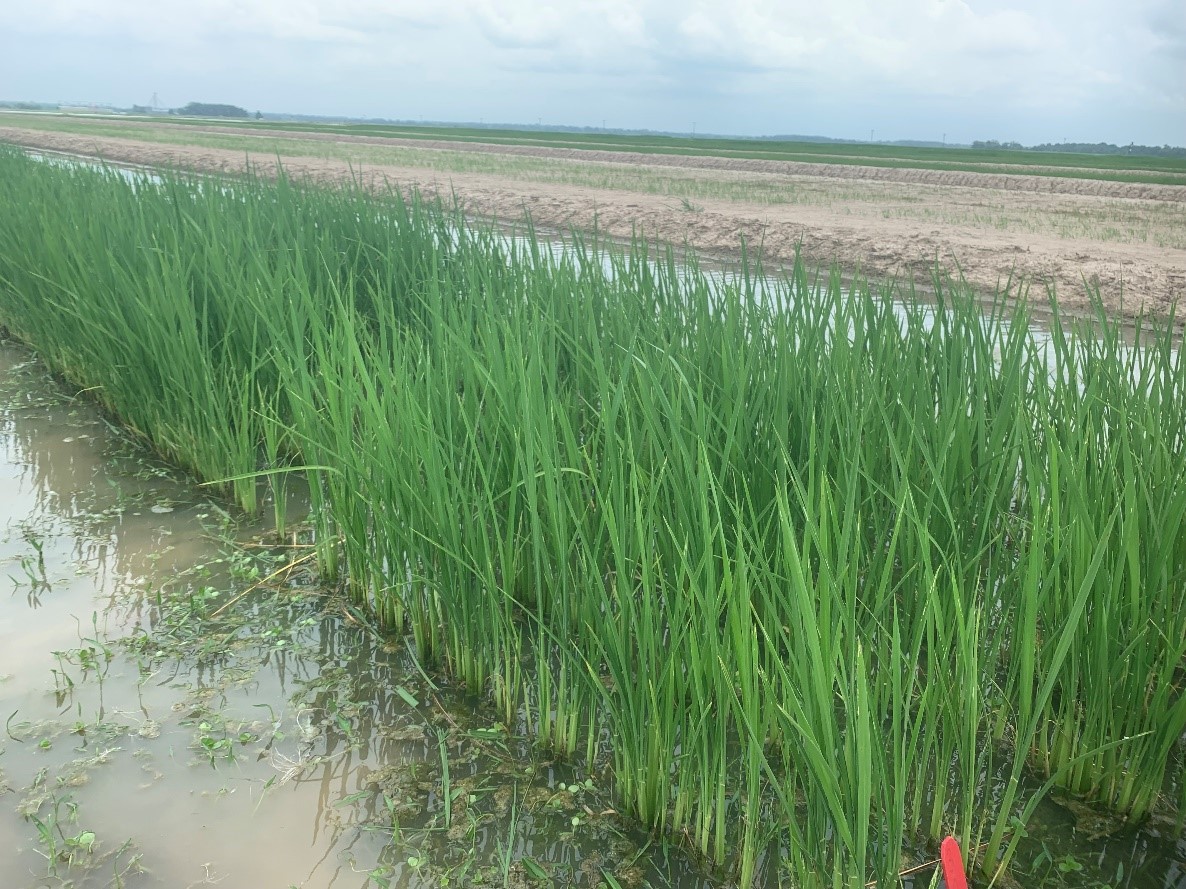 Non-defoliated rice at green ring