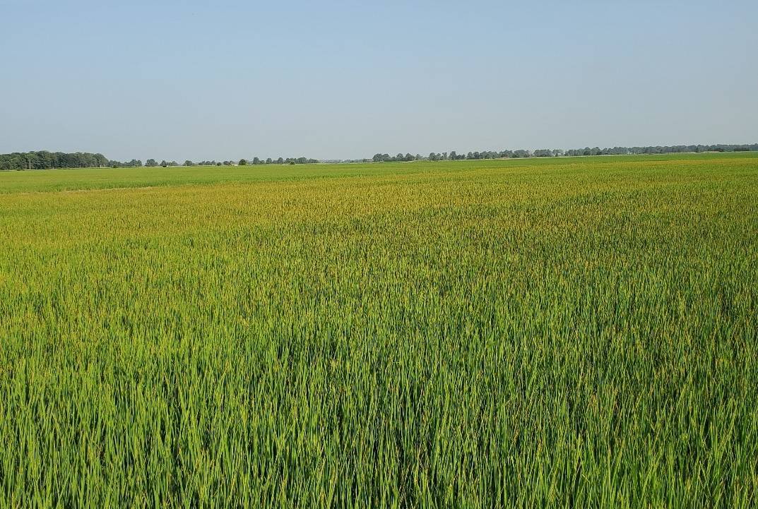 Potassium (K) deficiency across a rice field