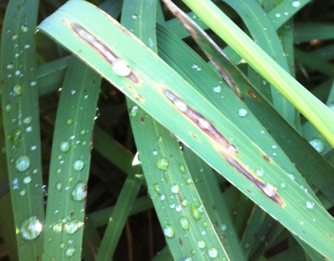 Rice leaf blast coalesced lesions