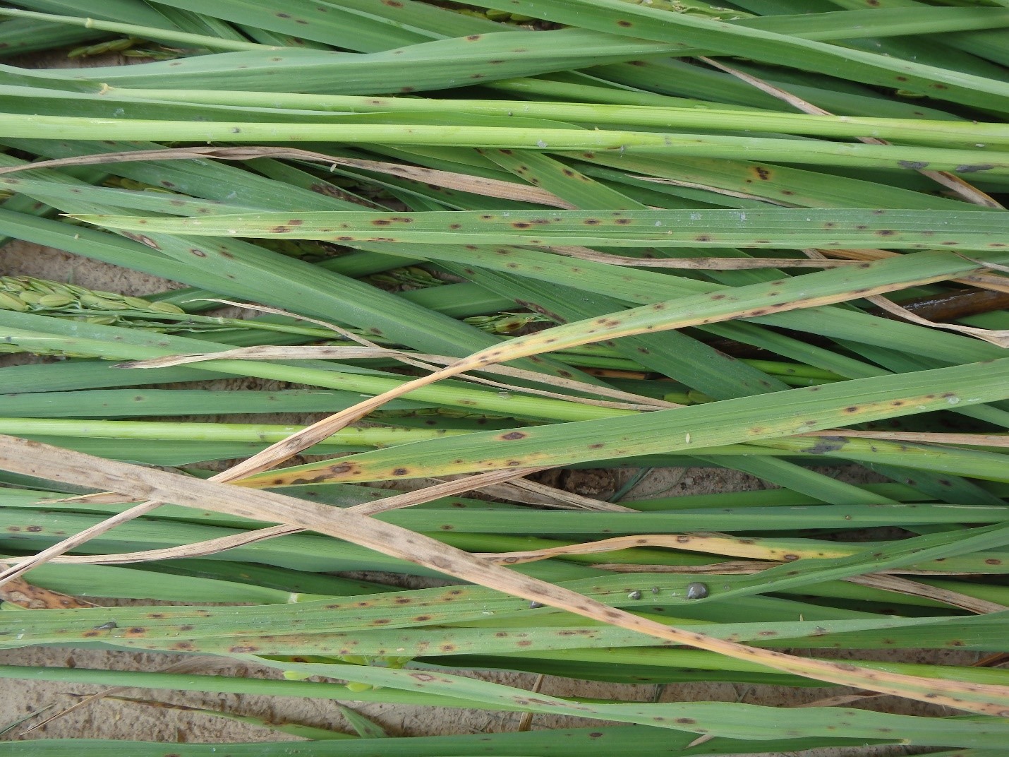 Rice leaves showing potassium (K) deficiency and resulting brown spot