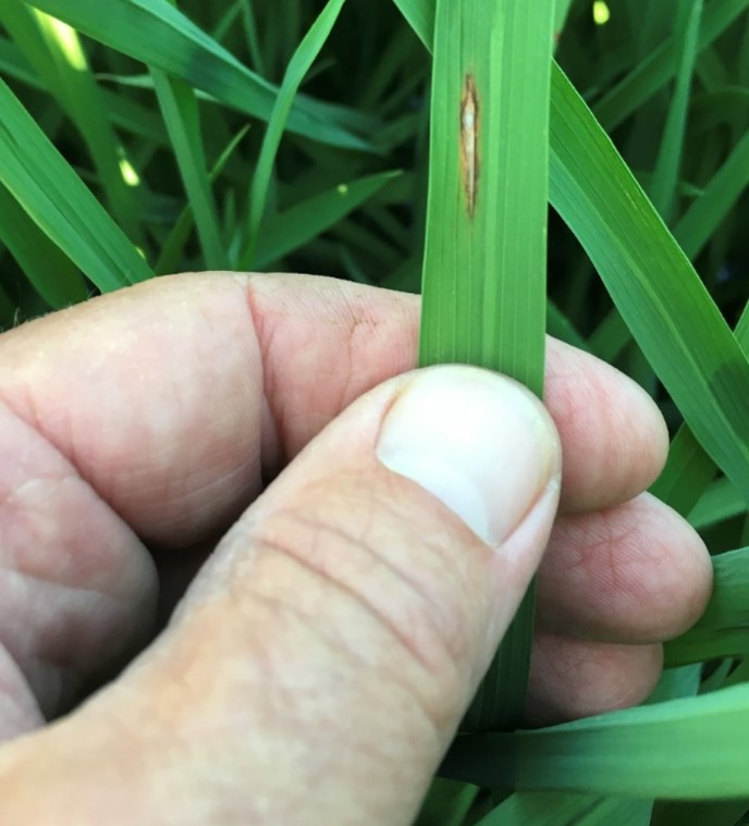 Typical lesion of leaf blast