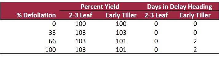 Yield and heading for defoliation in April rice