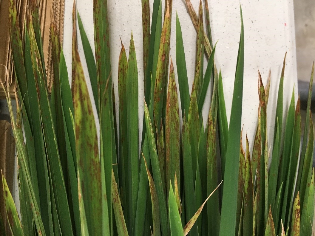 Collection of potassium deficient rice leaves