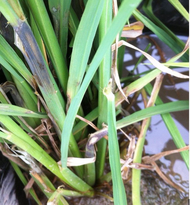 The sheath blight fungus penetrates the sheath of rice plants at water-line