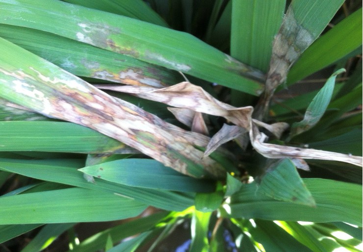 The sheath blight fungus attacks the leaves ultimately drying them