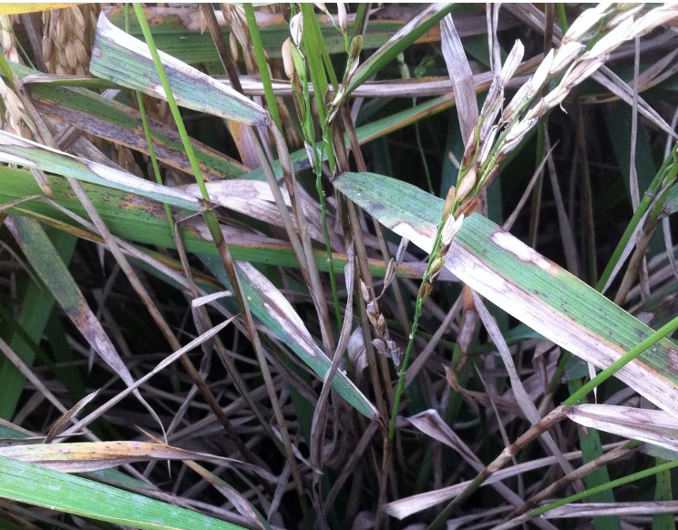 Vertical and horizontal rice sheath blight disease progress