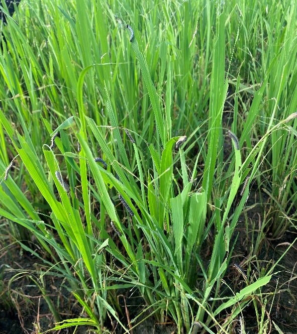Armyworms defoliating rice