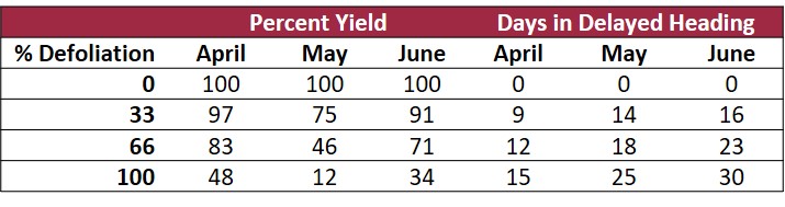 Yield and maturity delays from defoliation at green ring