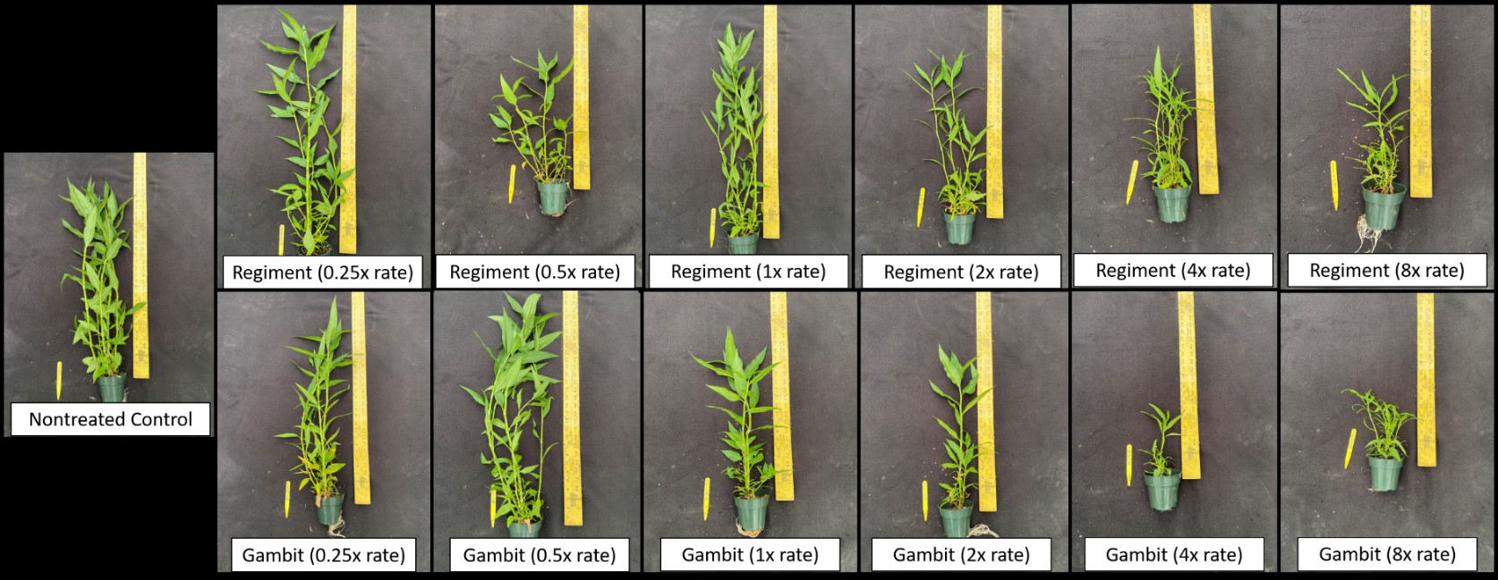 Dose response suspected ALS resistant smartweed