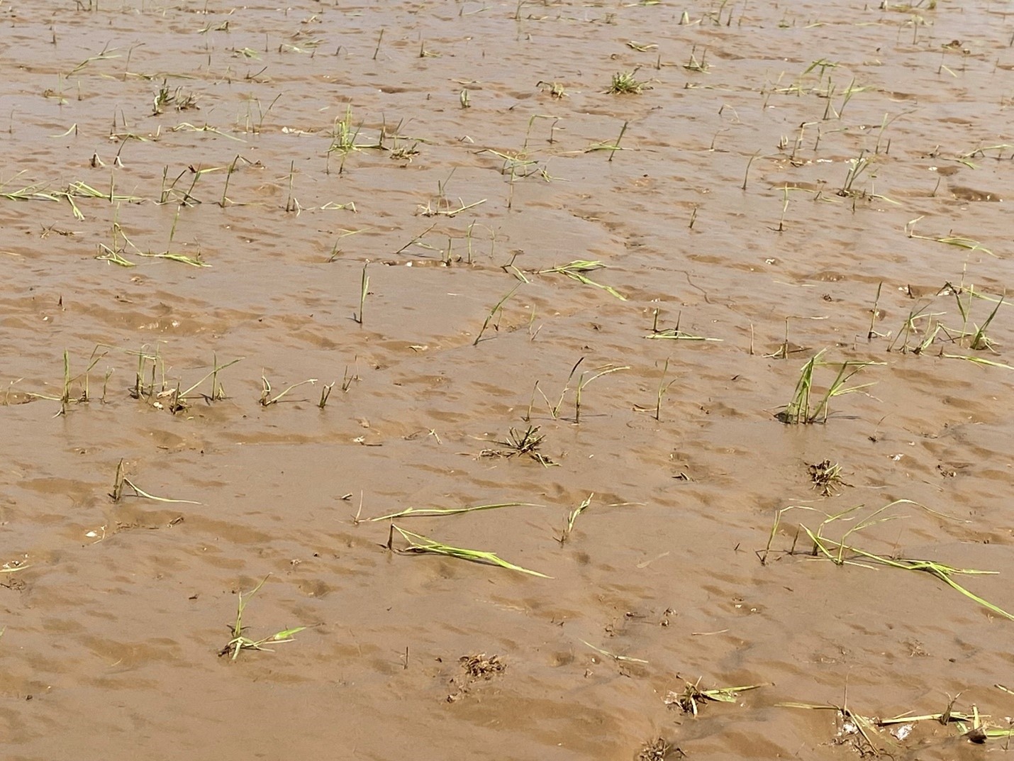 Hail damage to seedling rice
