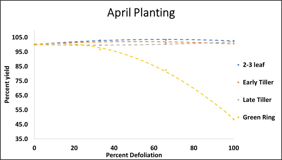 Rice grain yield at various growth stages with defoliation