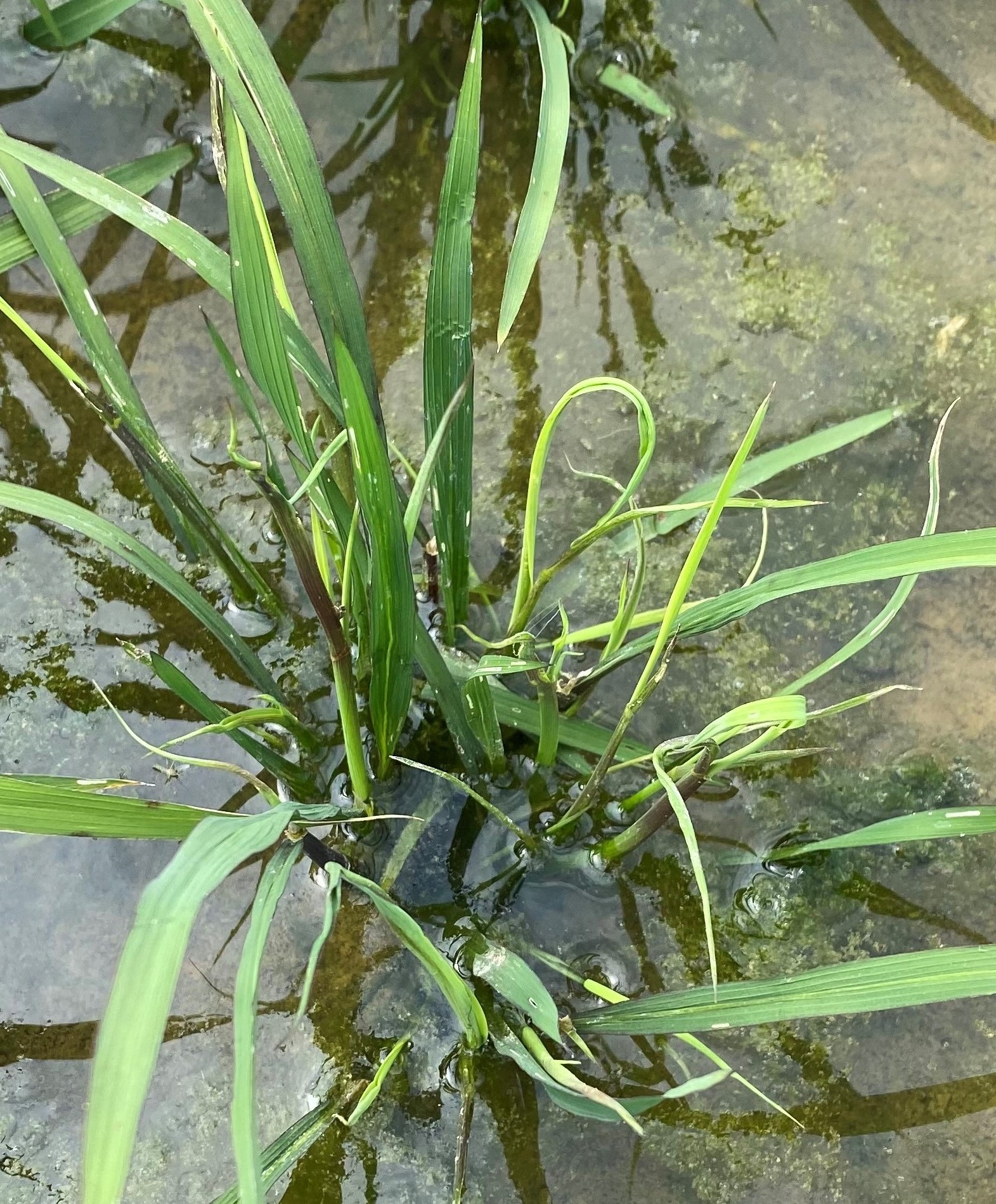 Delayed phytotoxicity syndrome (DPS) from herbicides applied to rice