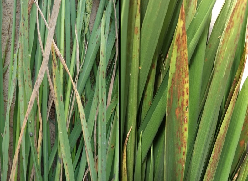 Rice leaves showing potassium deficiency