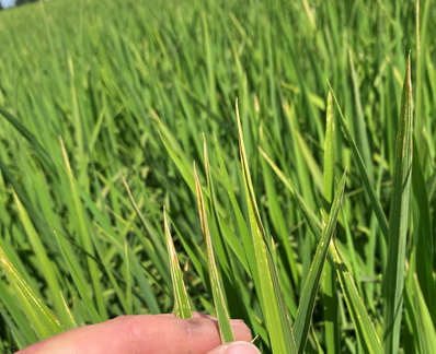 High yield disease of rice