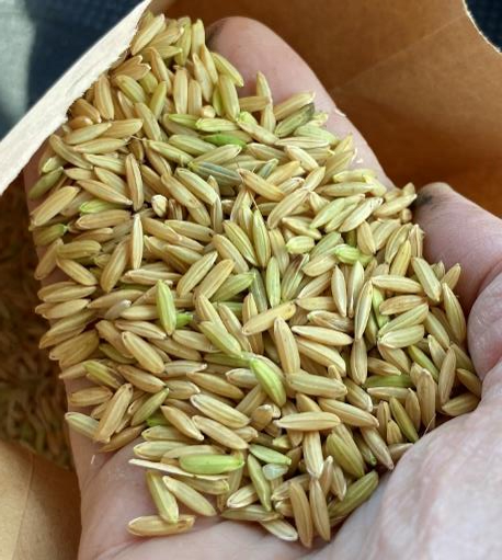 Near mature rice with greener kernels