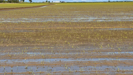 Seedling rice with a pale color due to low temperatures and wet conditions